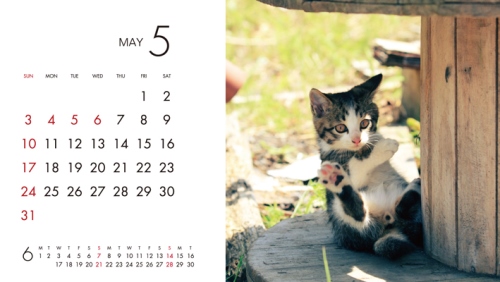 ケニア・ドイの猫国へようこそ！カレンダー2015（卓上カレンダー）ねこ画像