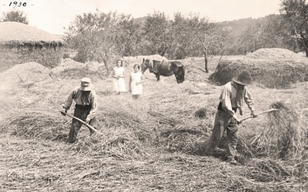 Farmers threshing wheat animals. Vintage 1930. Country house. Two girls looking at the work of farmers.