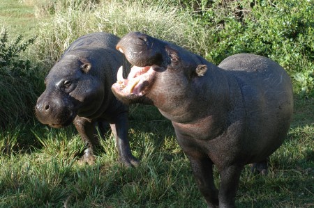 Pygmy_hippopotamus_pair