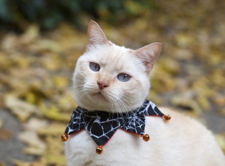 Domestic cat (Siamese mix) in a Halloween collar