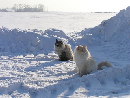640px-Neva_masquarade_cats_in_snow